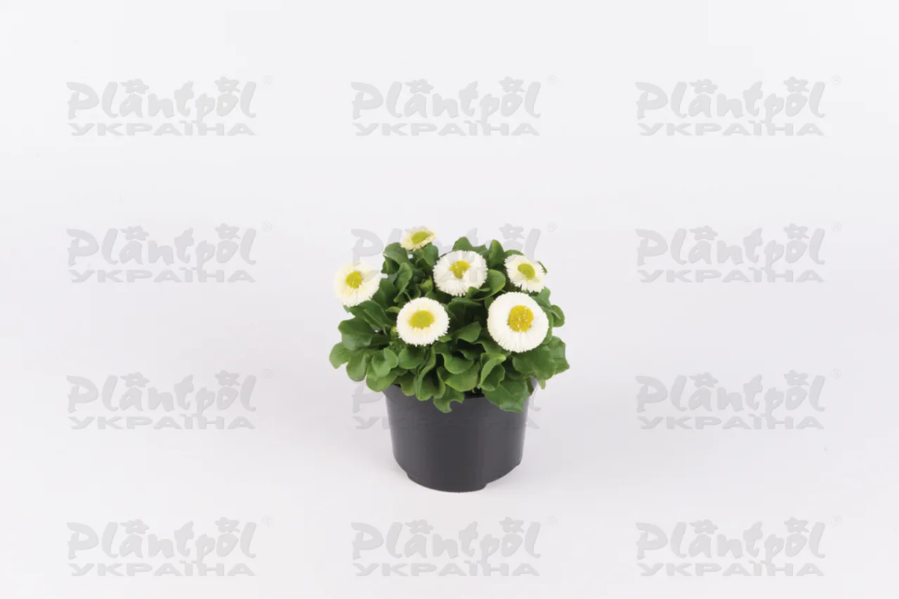 Стокротки bellis perennis BellaStar Compact White (288 палета)