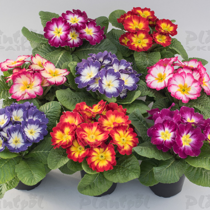 Примула vulgaris Unistar F1 Elcora Mix