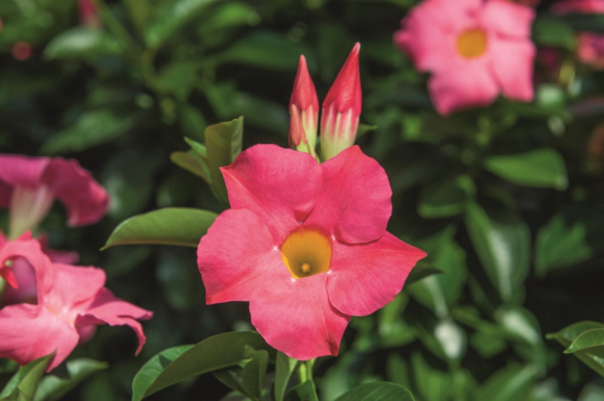 Дипладенія Bella Pink Panther (Plantpol)