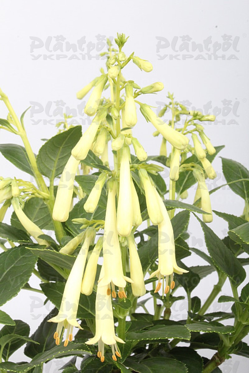 Фігеліус Candy Drops Cream (Vitroflora)