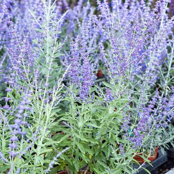 Фото 1