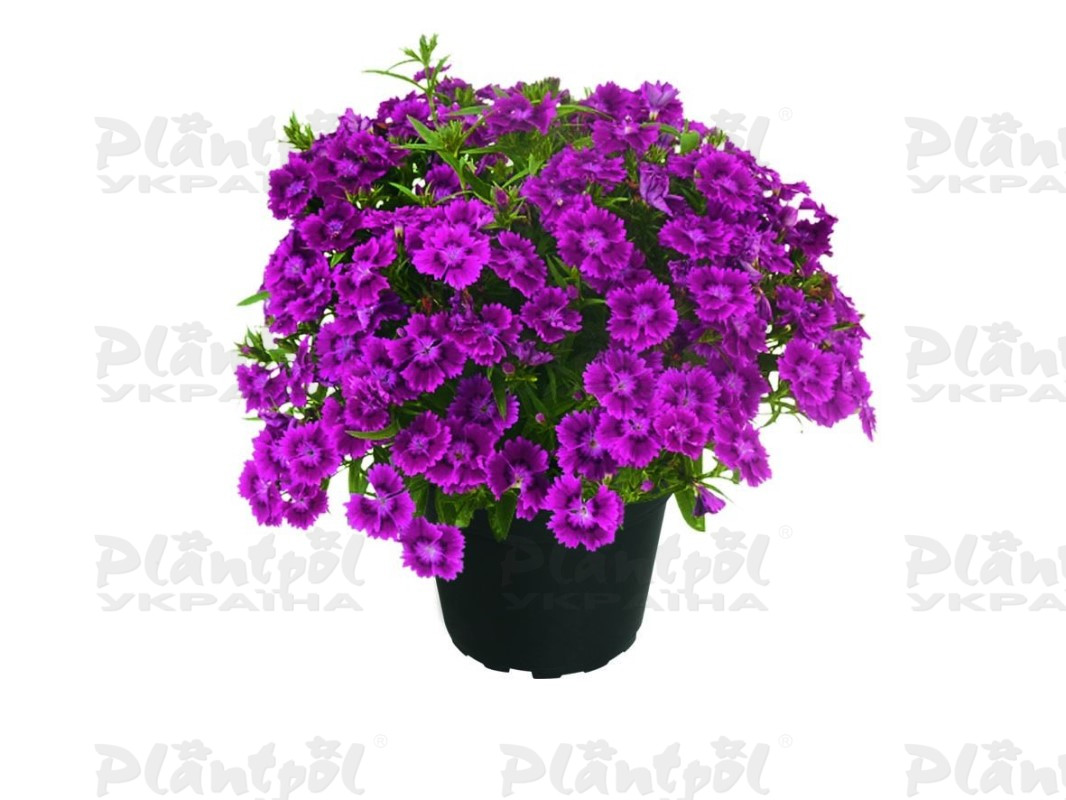 Гвоздика Summer Diamonds Little Purple