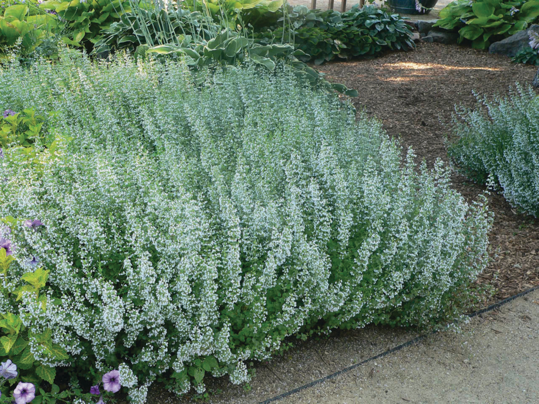 Каламінта nepeta (180 палета/Florensis)