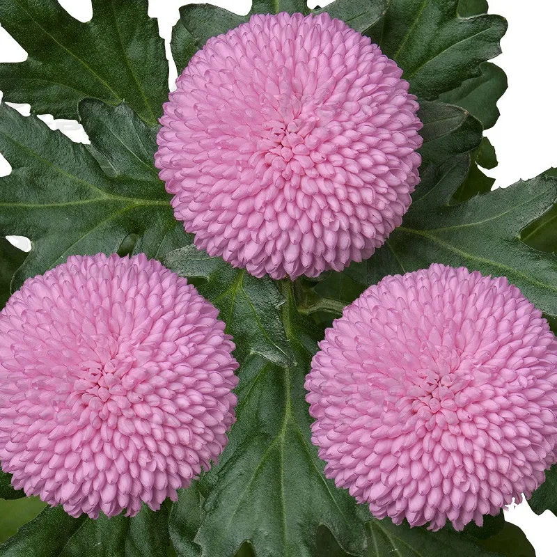 Фото 1
