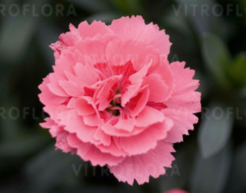 Гвоздика Oscar Pink (Vitroflora)