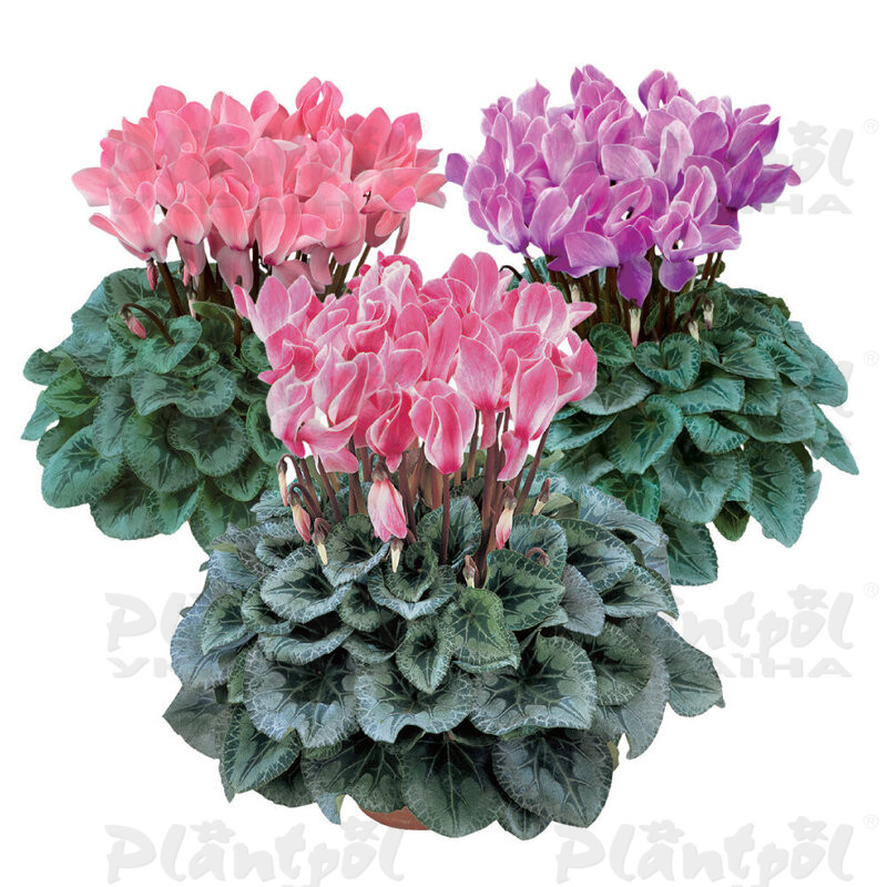 Цикламен Halios Decora Melange Flamme (Flamed Mix Decora)