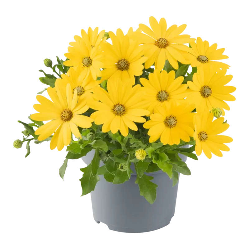 Остеоспермум Dalina Early Yellow