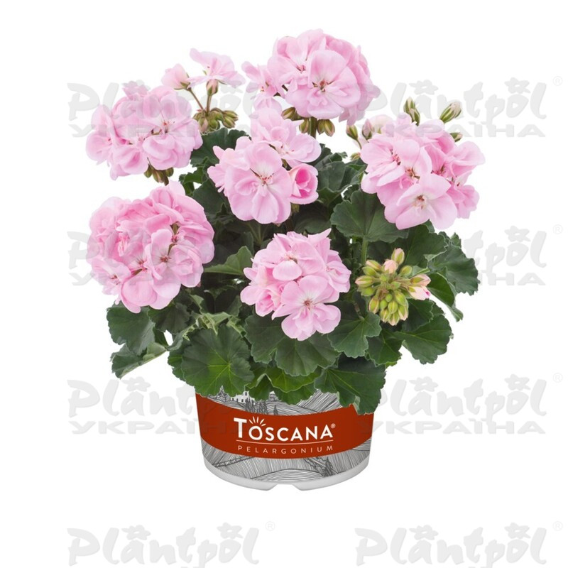 Пеларгонія зональна Dolce Vita Karen Light Pink