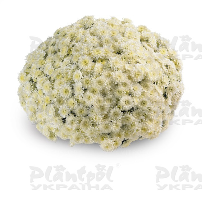 Хризантема дрібноквіткова горшкова Avalon Cream