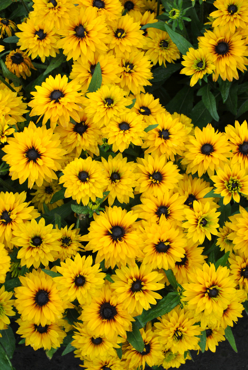 Рудбекія Flamenco® Yellow (Vitroflora)