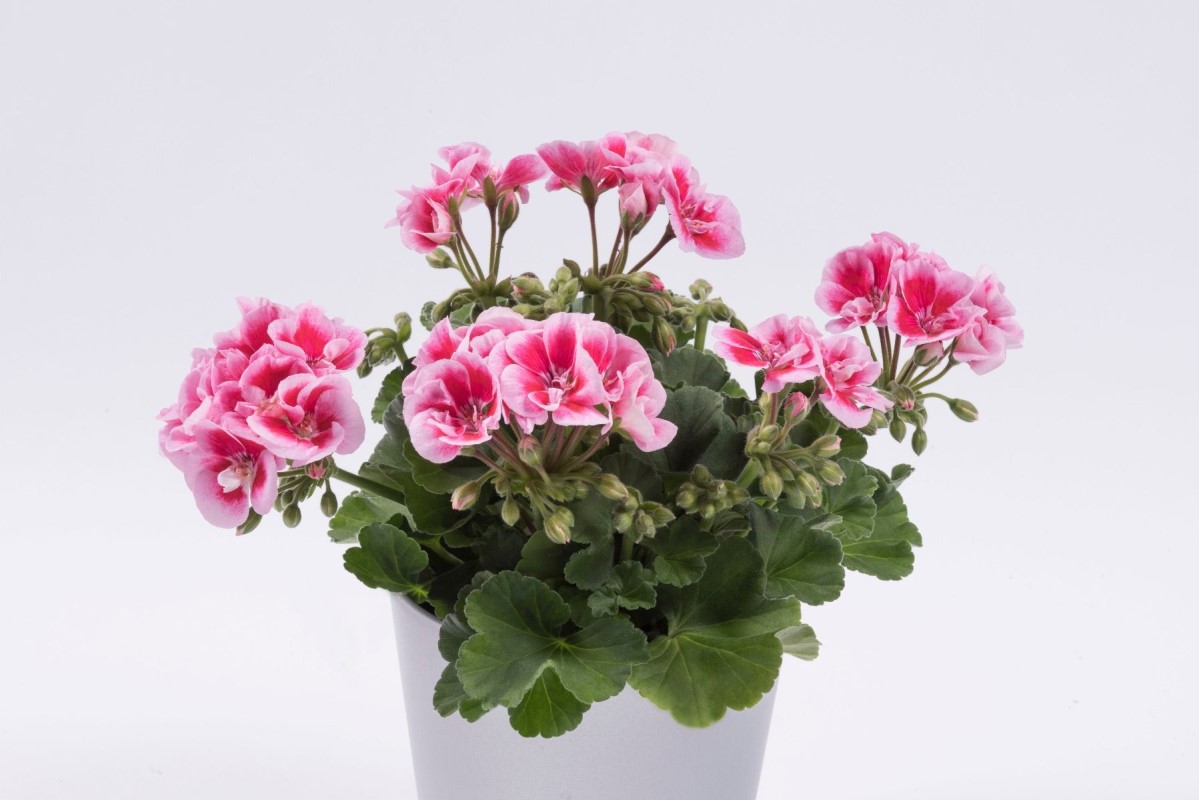 Пеларгоні зональна Zonale Flower Fairy Pink