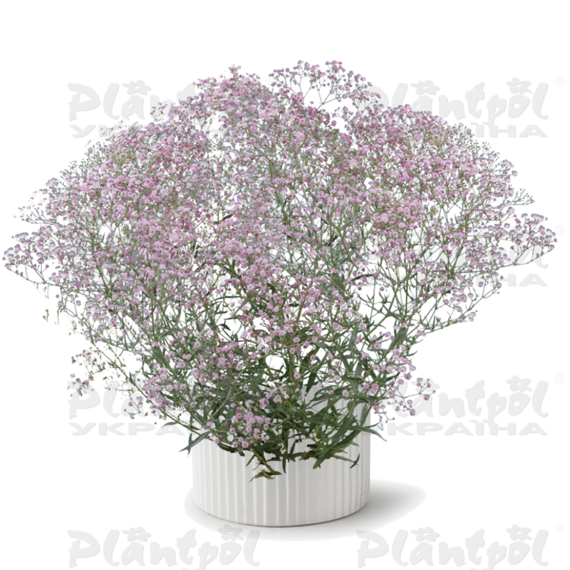 Гіпсофіла Festival Pink Lady (Plantpol)