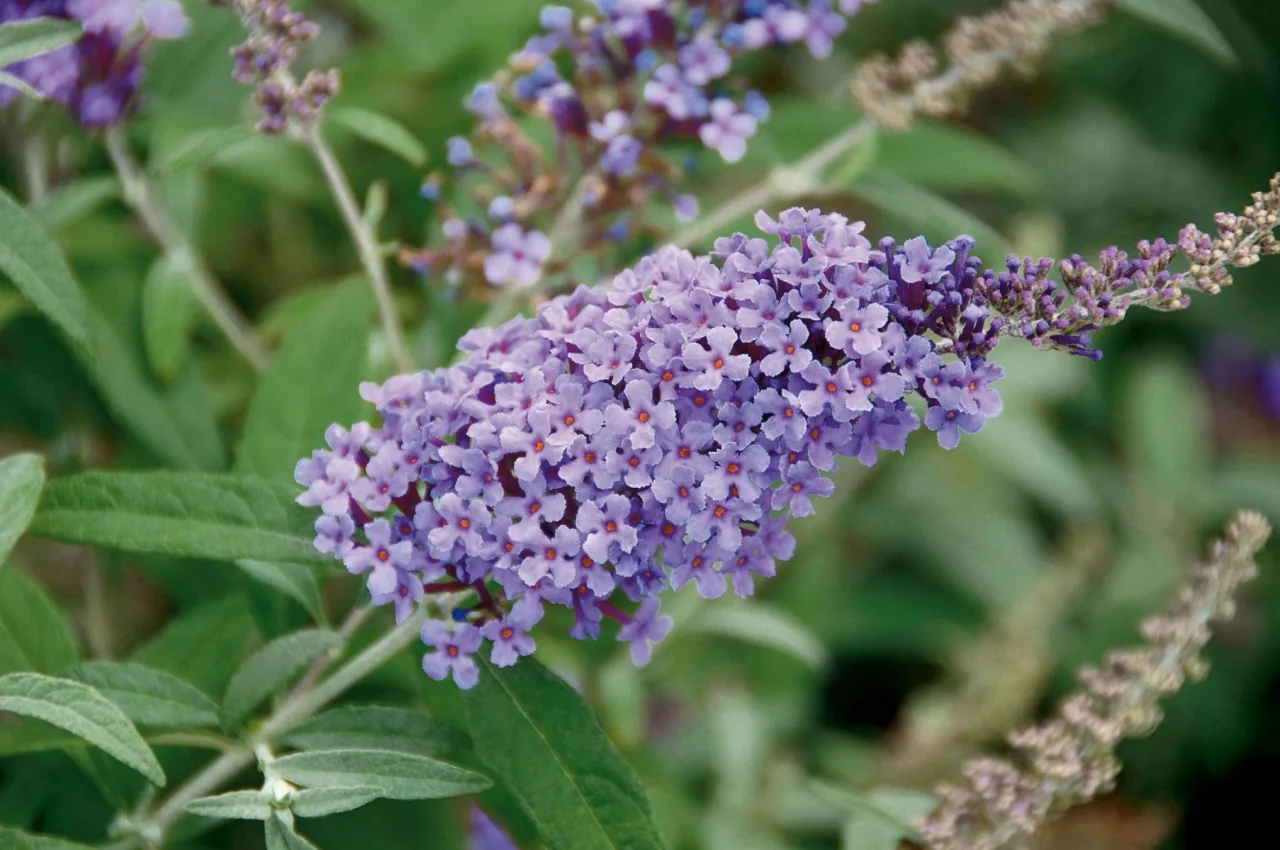 Будлея Buzz Indigo (Plantpol)