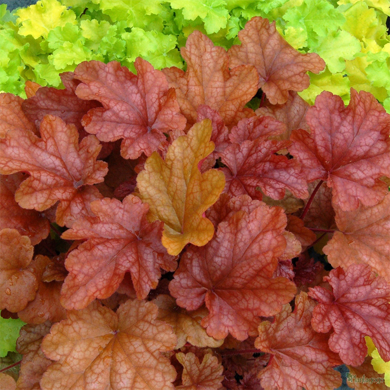 Гейхера Amber Lady (Plantpol)