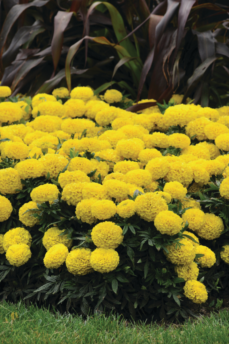 Тагетес великоквітковий erecta Taishan™ Yellow (100 палета)