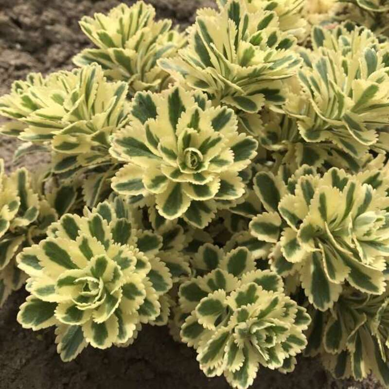 Седум ґрунтопокривний Atlantis (Vitroflora)