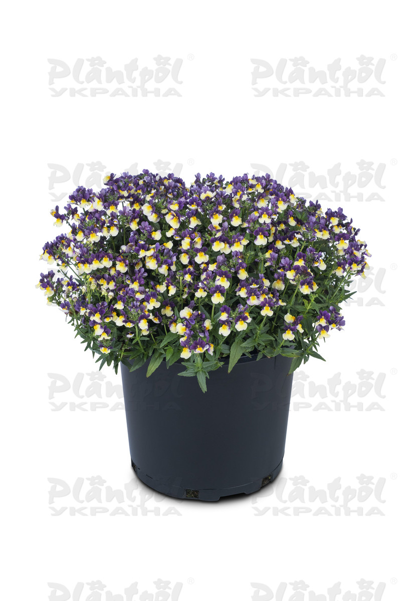 Немезія Escential Blueberry Custard