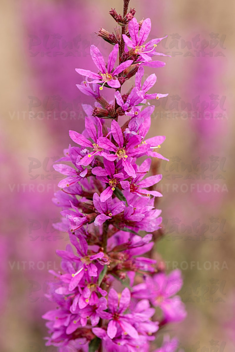 Літрум Dropmore Purple (Vitroflora)
