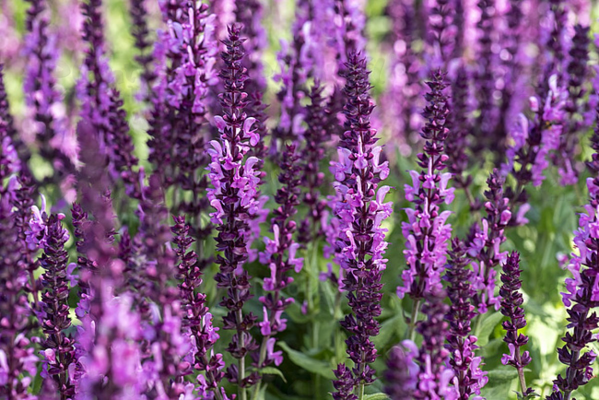 Шавлія nemorosa Sensation® Deep Rose Imp. (Vitroflora)