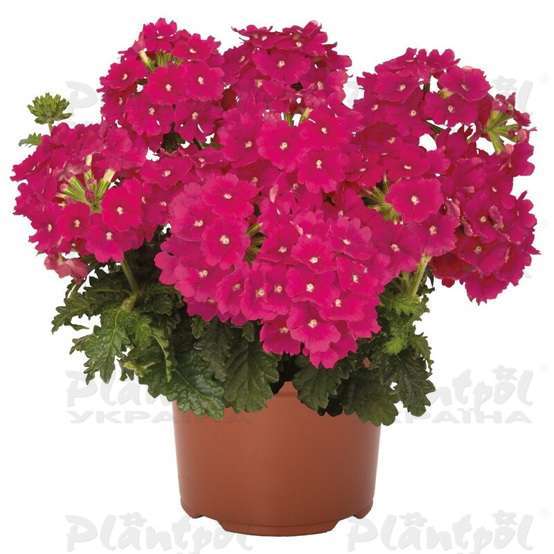 Вербена Empress Sun Cherry