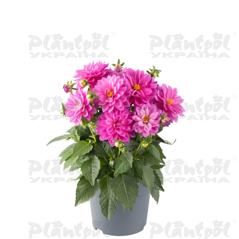 Жоржина x hybrida Xantico GL Lilac