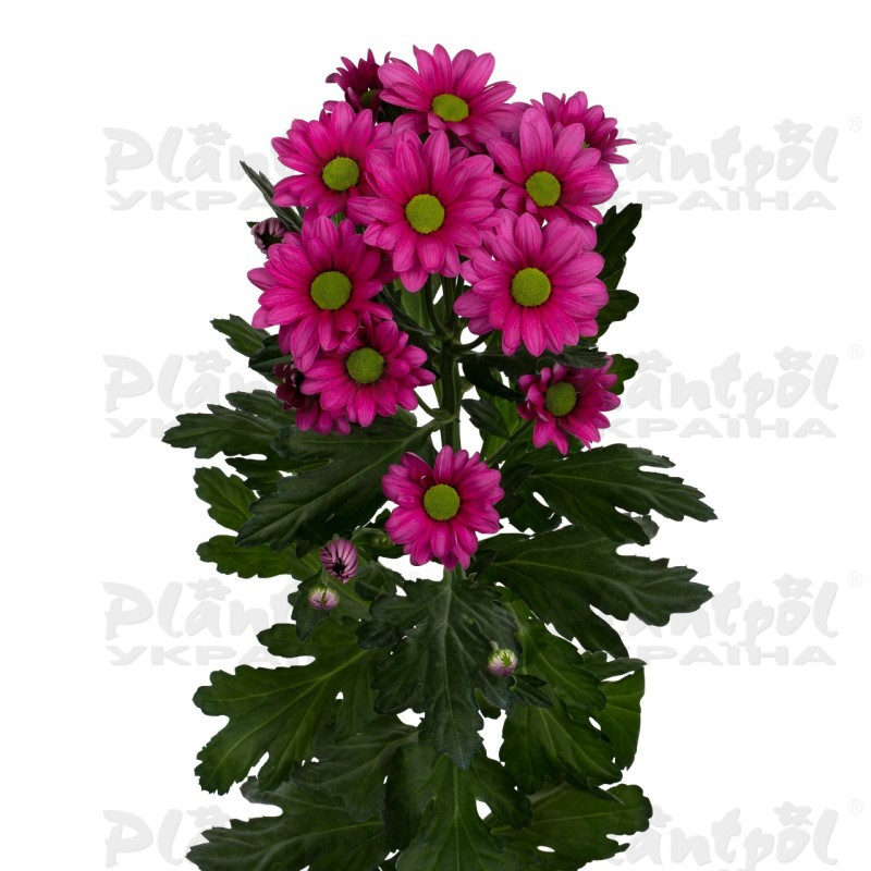 Хризантема зрізна галузкова Ballerina`s Dark (Vitroflora)