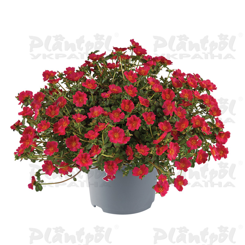 Портулак Mega Pazzaz Dark Pink