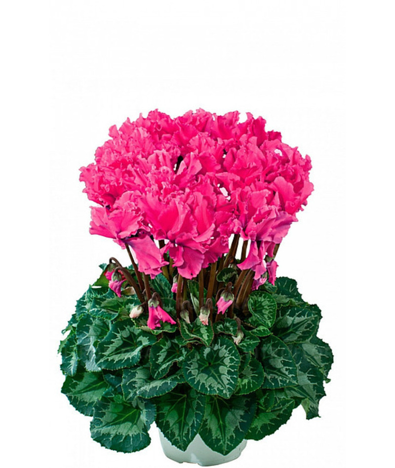 Цикламен Halios Fantasia Deep Rose