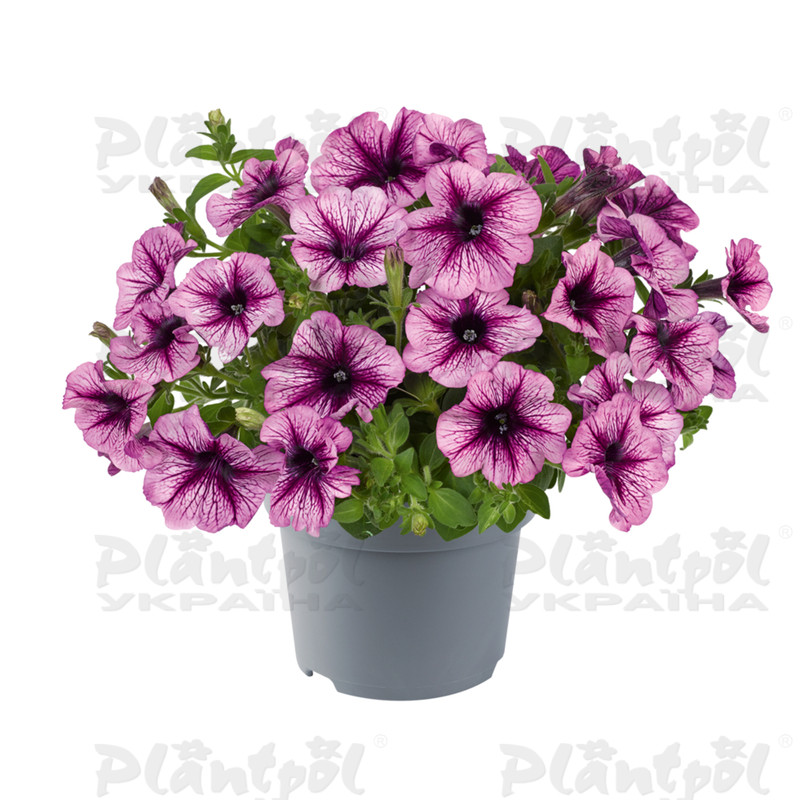 Петунія Go-Tunia Purple Vein