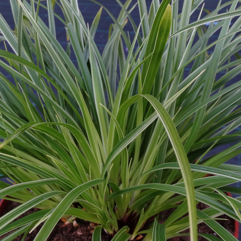 Карекс brunnea Variegata