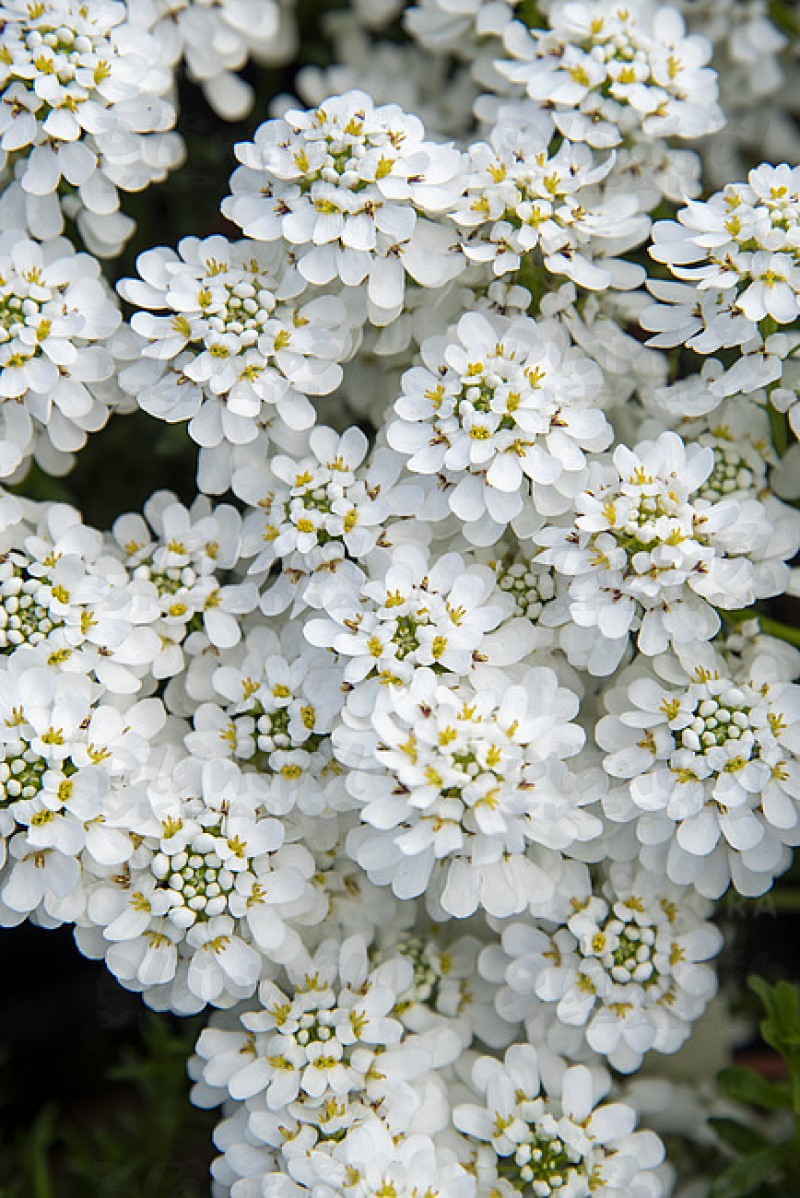 Іберіс Snowflake (Vitroflora)
