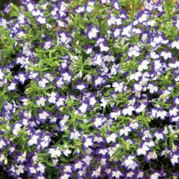 Фото 1