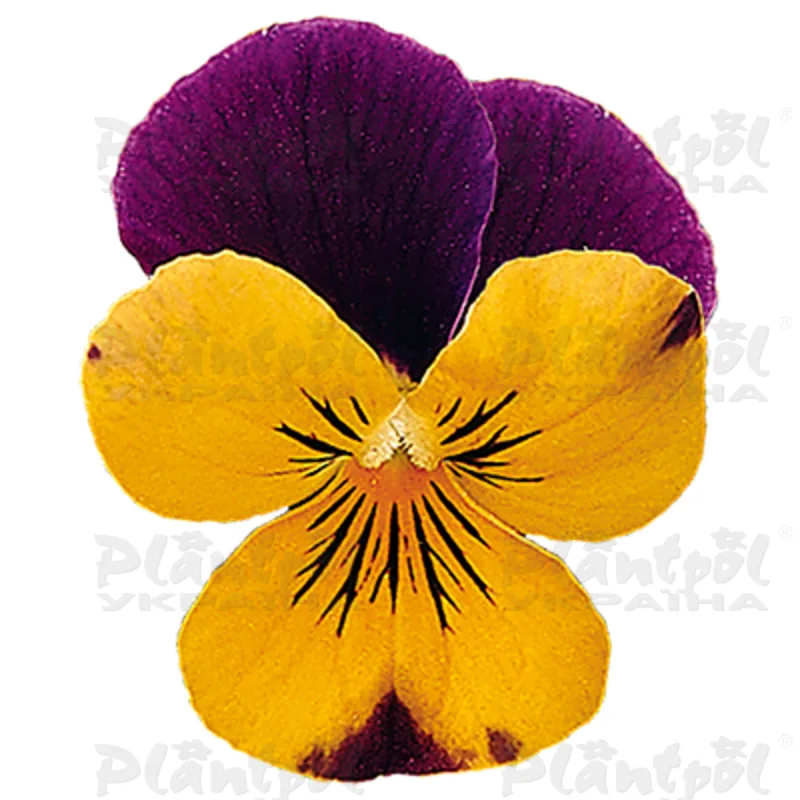 Віола cornuta EVO Mini F1/Sorbet XP F1 Orange Purple Jump Up