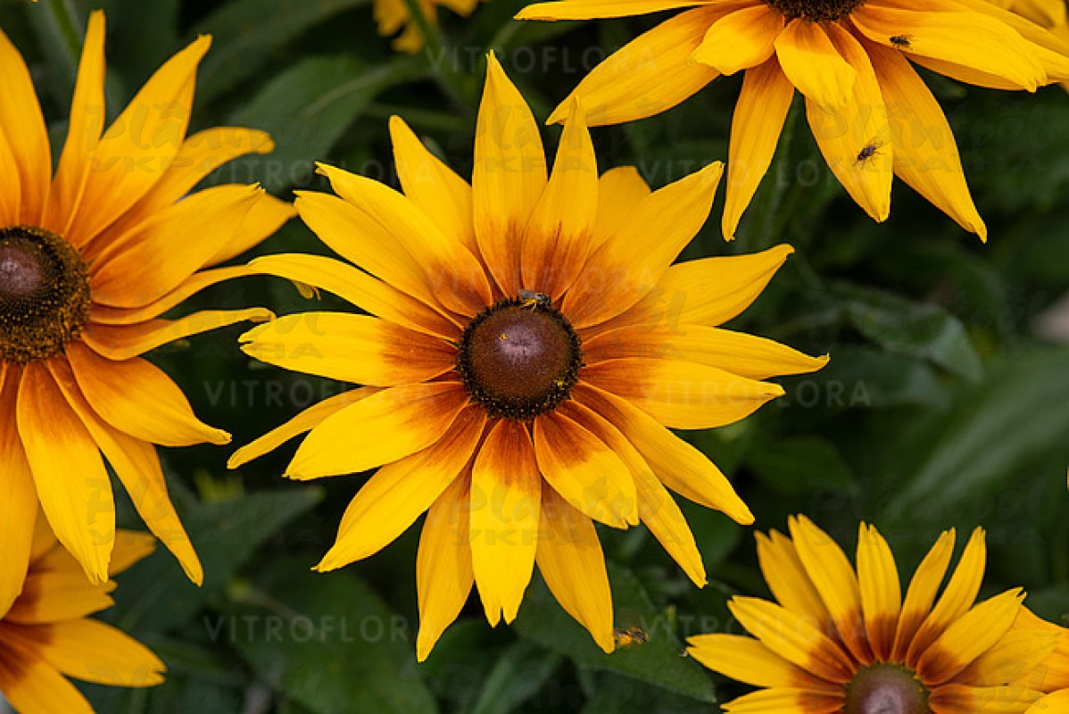 Рудбекія SmileyZ Grace (Vitroflora)