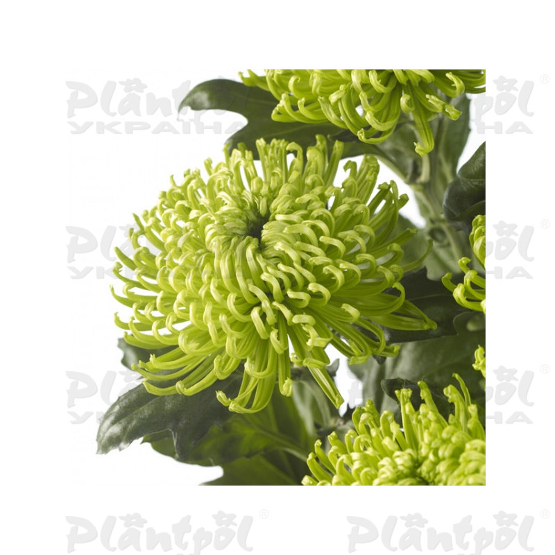 Хризантема зрізна одноголова  Anastasia Dark Green (Vitroflora)