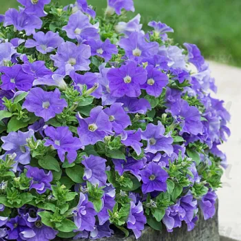 Фото 1