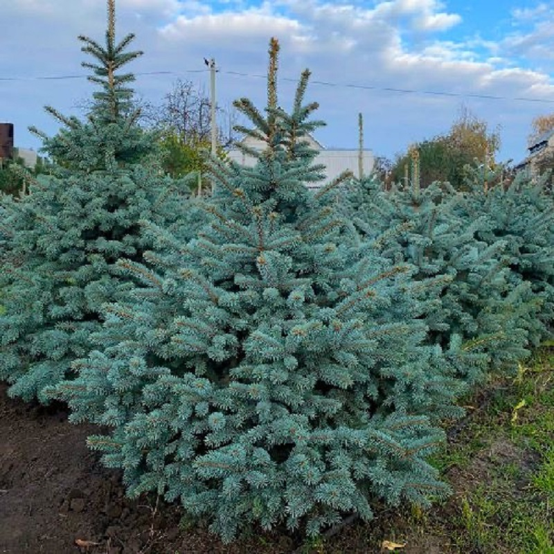 Ялина Super Blue Seedling
