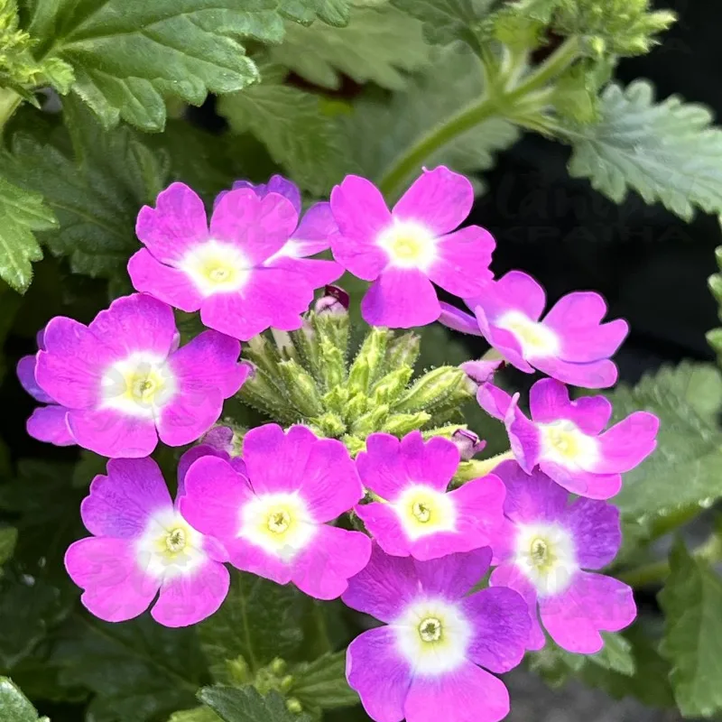 Фото 2