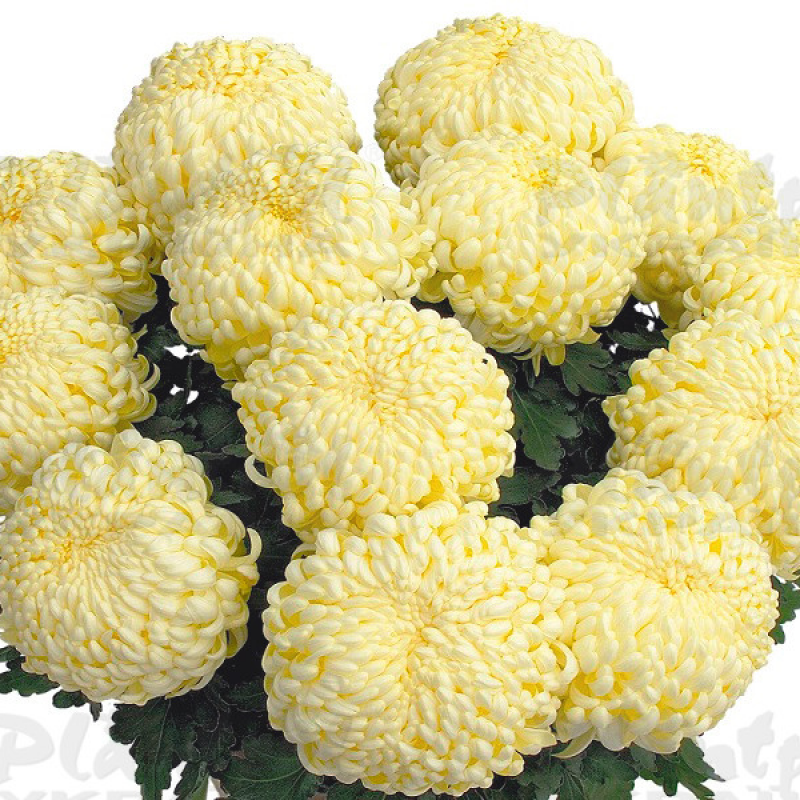 Хризантема великоквіткова горшкова Komodo Cream