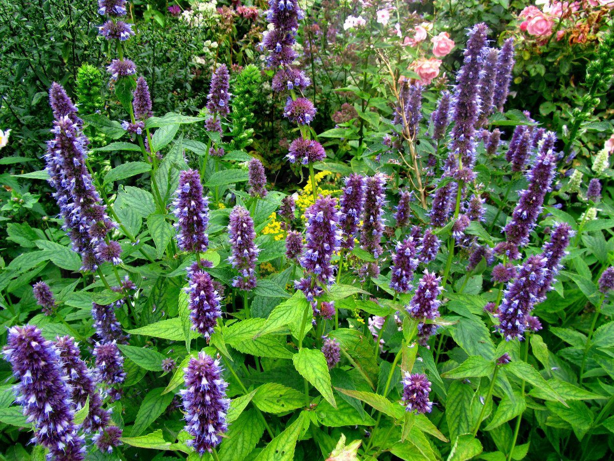 Агастахіс Blue Fortune (Vitroflora)