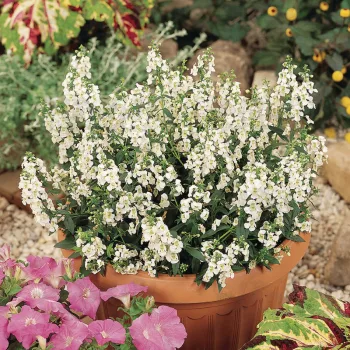АНГЕЛОНІЯ/ ANGELONIA
