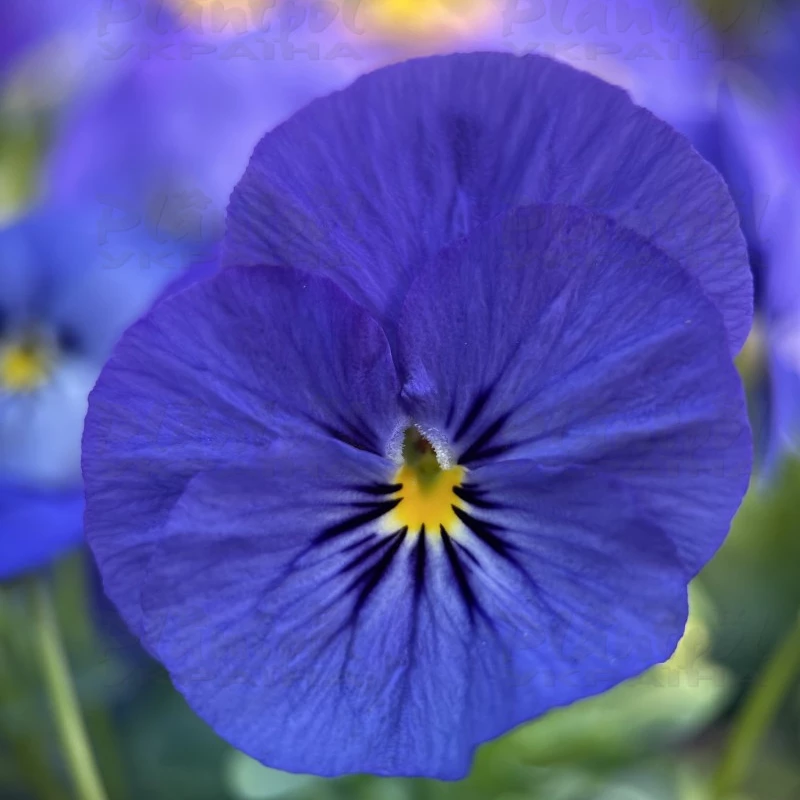 Садовий центр Плантпол-Україна, фото 7