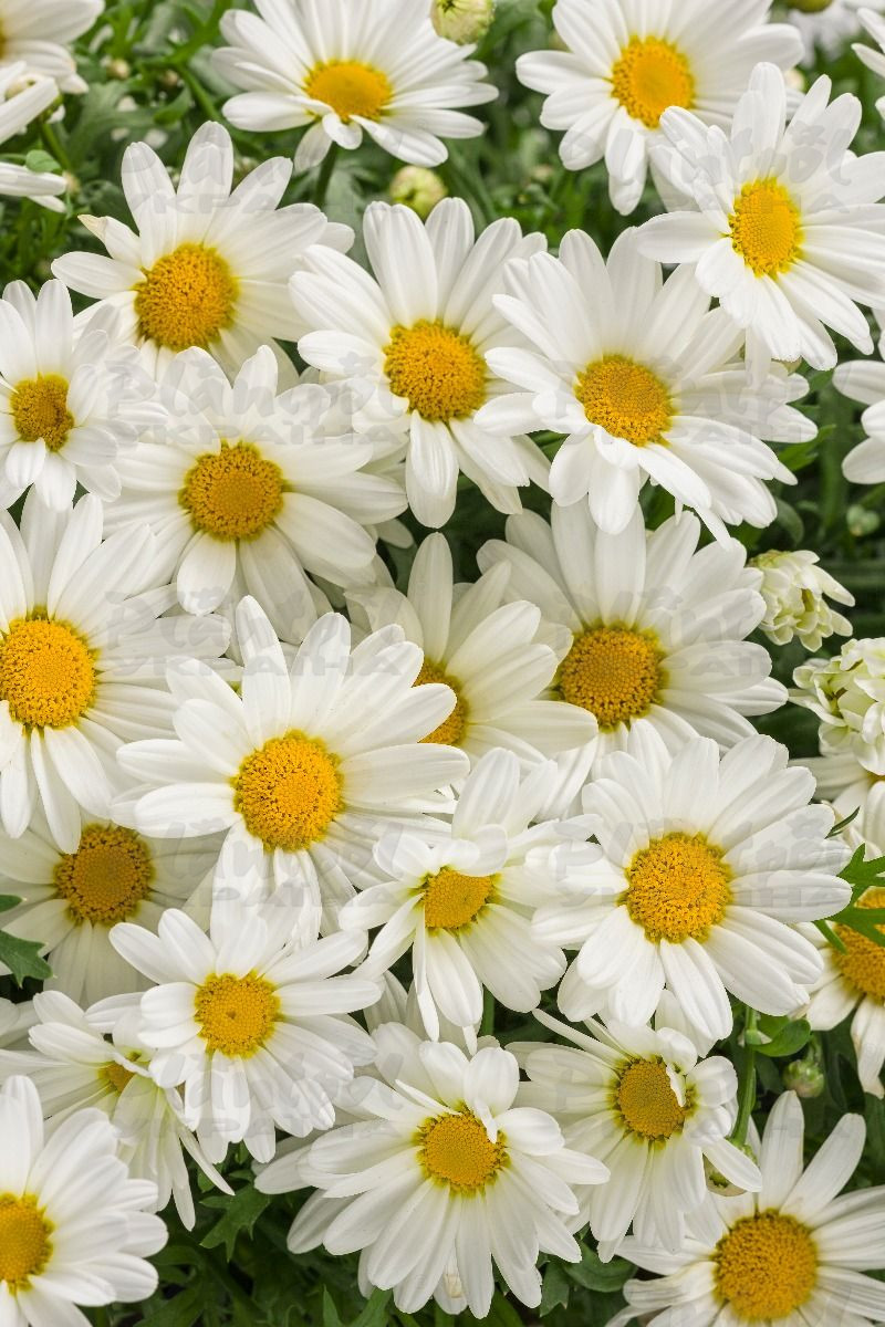 Аргирантемум Pure White Butterfly