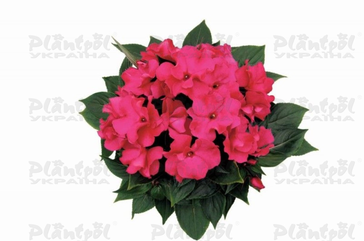 Імпатієнс Rococo Izabeau