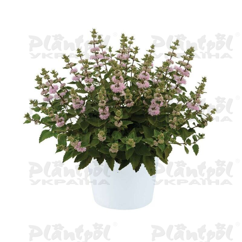 Каріоптеріс incana Pavilion Pink (Plantpol)