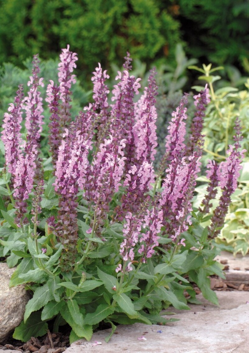 Шавлія nemorosa Sensation® Medium Pink (128 палета/Florensis)