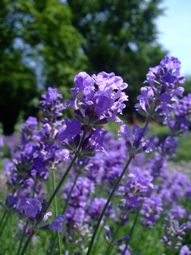 Лаванда Munstead (Vitroflora)