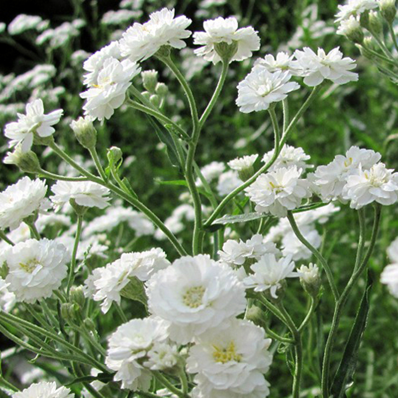 Гіпсофіла paniculata Snowflake (288 палета/Florensis)