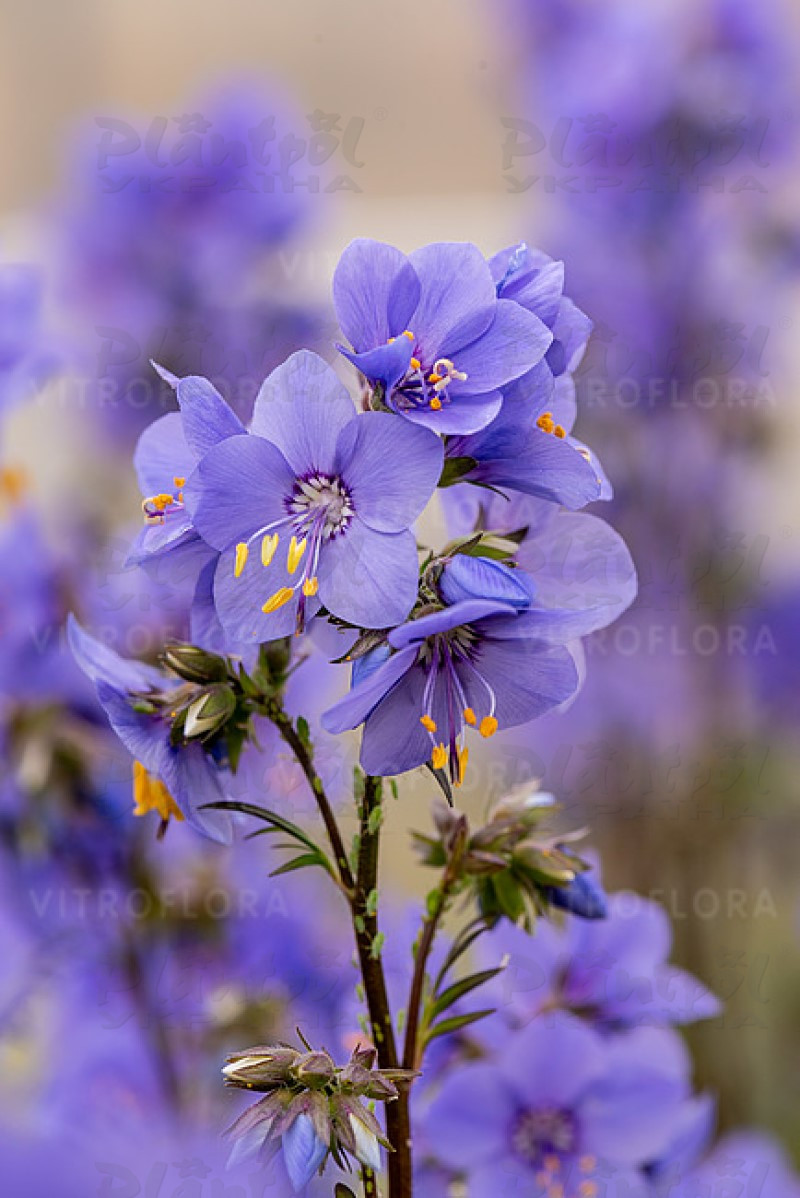 Полемоніум Bressingham Purple (Vitroflora)
