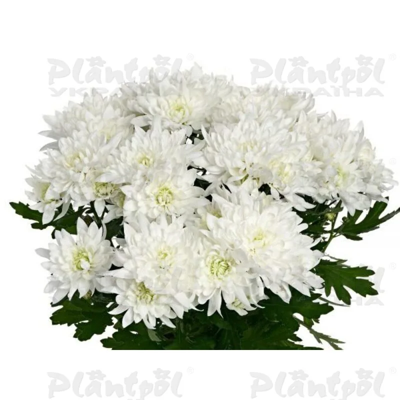 Фото 1